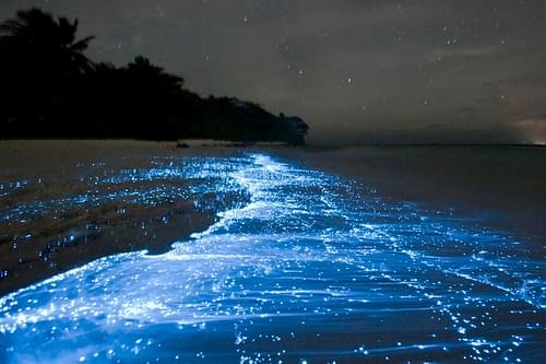 Witness the bioluminescent beach at Havelock