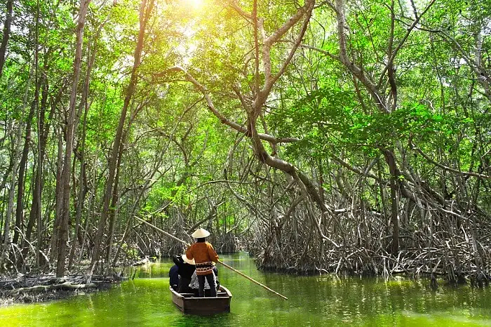 Go on a mangrove safari