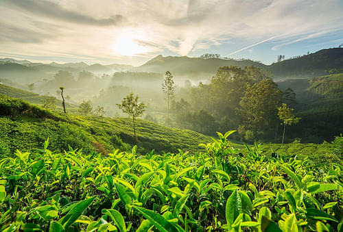 Explore coffee plantations
