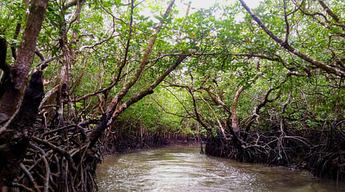 Mangrove forest tours