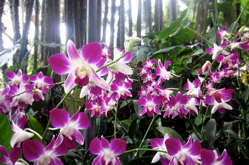 Visit Kaziranga National Orchid Park