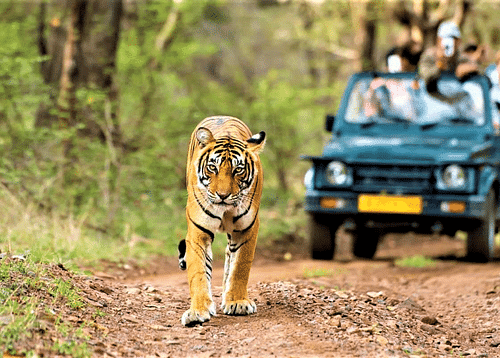 Kumbhalgarh Wildlife Sanctuary: Paradise For Animal Lovers