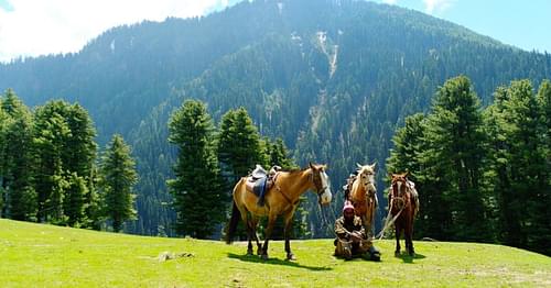 Visit Baisaran Valley on Pony Ride