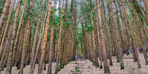 Visit Pine Forests