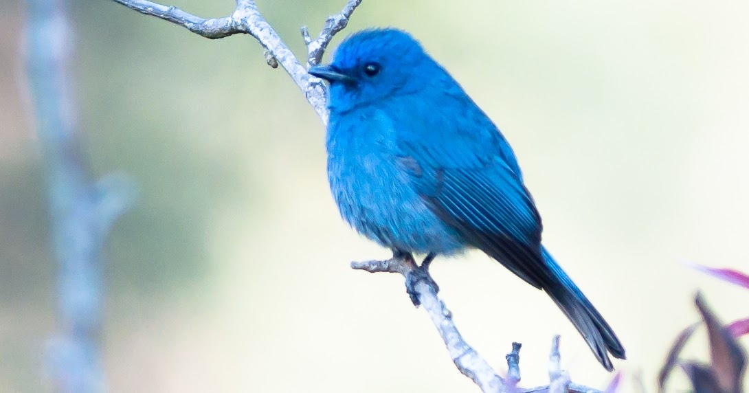 Bird Watching Kodaikanal Timings, Entry Fee, Best Time To Visit