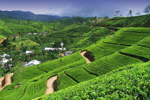 Explore tea plantations
