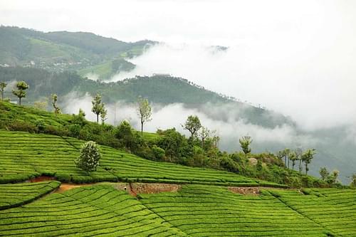 Enjoy a scenic drive to Coonoor