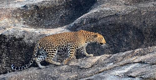Leopard Safari in Jawai