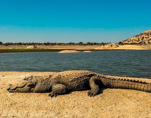 Jawai River Crocodile Spotting