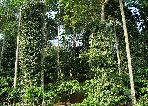 Coffee Plantation Haven