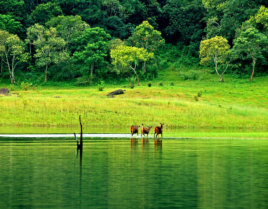 Thekkady Package